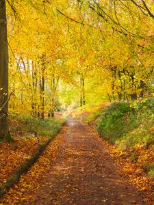 Preview wallpaper path, park, trees, fallen leaves, autumn, nature