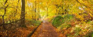 Preview wallpaper path, park, trees, fallen leaves, autumn, nature