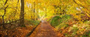 Preview wallpaper path, park, trees, fallen leaves, autumn, nature