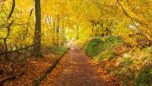 Preview wallpaper path, park, trees, fallen leaves, autumn, nature