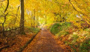 Preview wallpaper path, park, trees, fallen leaves, autumn, nature