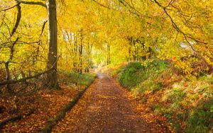 Preview wallpaper path, park, trees, fallen leaves, autumn, nature