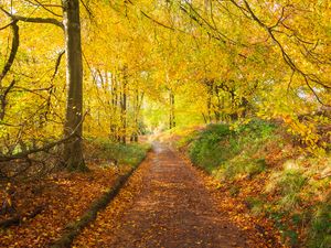 Preview wallpaper path, park, trees, fallen leaves, autumn, nature