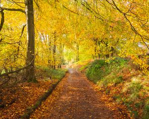 Preview wallpaper path, park, trees, fallen leaves, autumn, nature