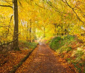 Preview wallpaper path, park, trees, fallen leaves, autumn, nature