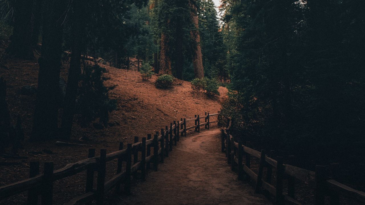 Wallpaper path, pine trees, trees, forest, nature