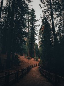 pine trees background tumblr