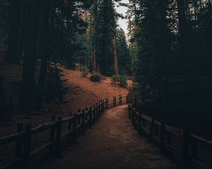 Preview wallpaper path, pine trees, trees, forest, nature