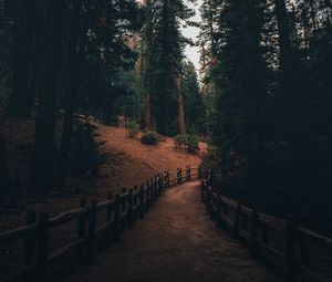 Preview wallpaper path, pine trees, trees, forest, nature