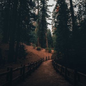 Preview wallpaper path, pine trees, trees, forest, nature