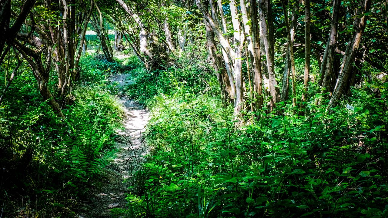 Wallpaper path, plants, trees, nature