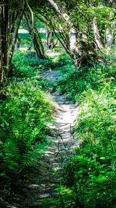 Preview wallpaper path, plants, trees, nature