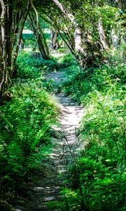 Preview wallpaper path, plants, trees, nature