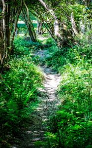 Preview wallpaper path, plants, trees, nature