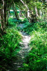 Preview wallpaper path, plants, trees, nature