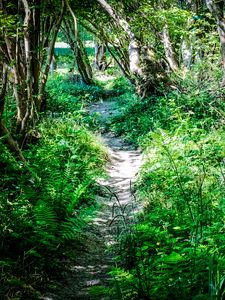 Preview wallpaper path, plants, trees, nature