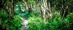 Preview wallpaper path, plants, trees, nature