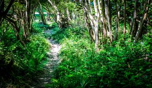 Preview wallpaper path, plants, trees, nature