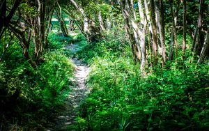 Preview wallpaper path, plants, trees, nature