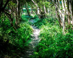 Preview wallpaper path, plants, trees, nature