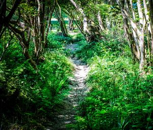 Preview wallpaper path, plants, trees, nature