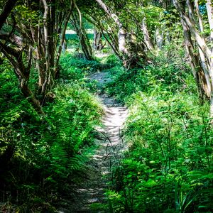 Preview wallpaper path, plants, trees, nature