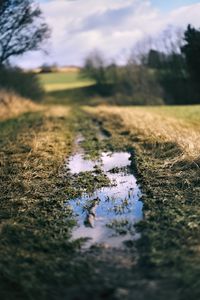 Preview wallpaper path, puddle, meadow, grass