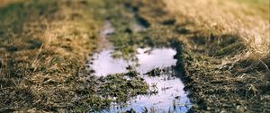 Preview wallpaper path, puddle, meadow, grass