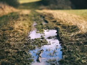 Preview wallpaper path, puddle, meadow, grass