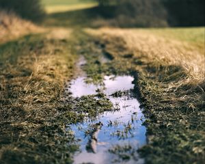 Preview wallpaper path, puddle, meadow, grass