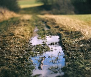 Preview wallpaper path, puddle, meadow, grass