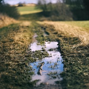 Preview wallpaper path, puddle, meadow, grass