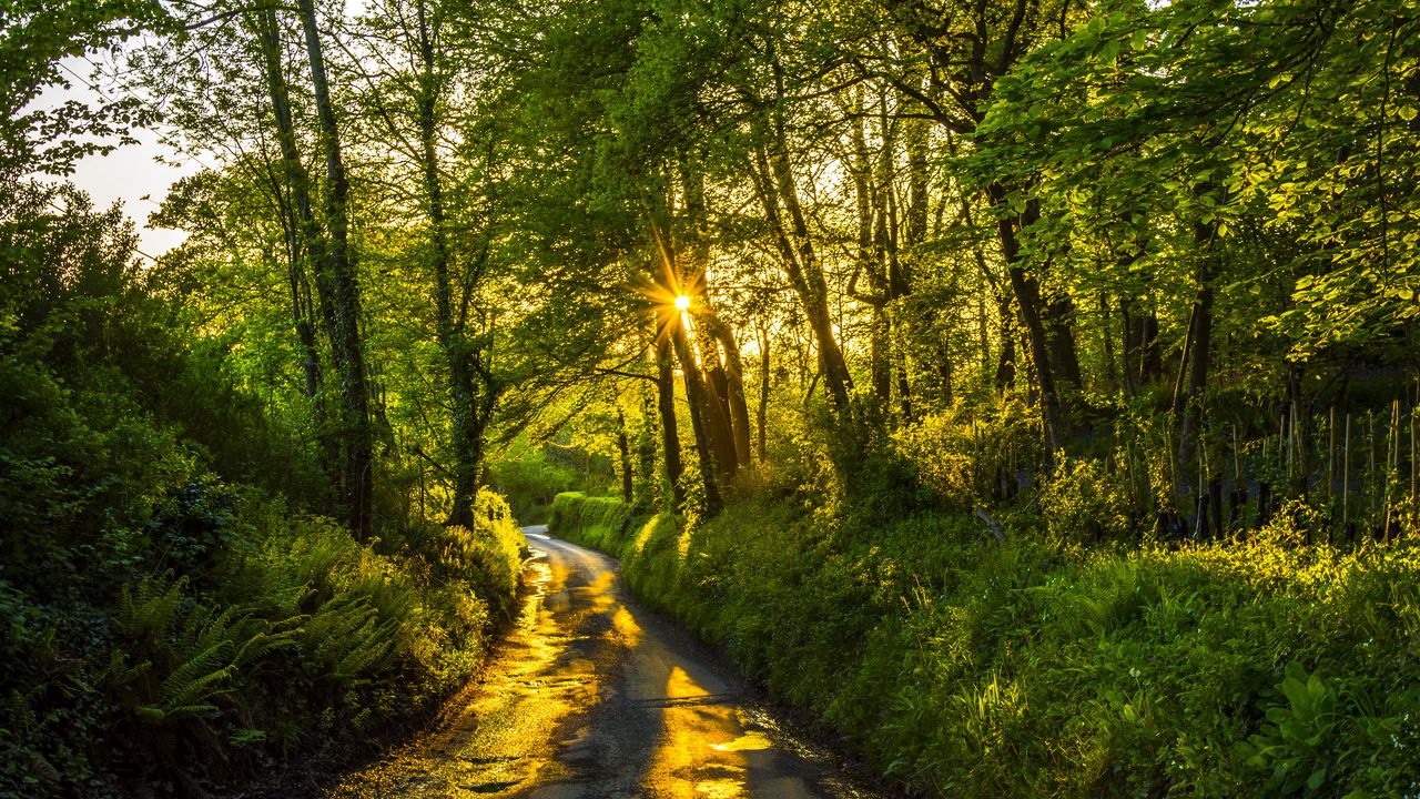 Wallpaper path, rays, trees, forest