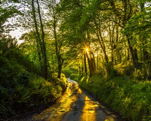 Preview wallpaper path, rays, trees, forest