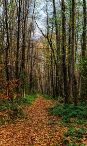 Preview wallpaper path, road, forest, trees, foliage