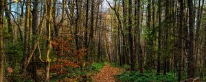 Preview wallpaper path, road, forest, trees, foliage