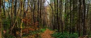 Preview wallpaper path, road, forest, trees, foliage