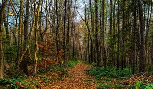 Preview wallpaper path, road, forest, trees, foliage