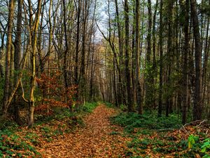 Preview wallpaper path, road, forest, trees, foliage
