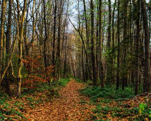 Preview wallpaper path, road, forest, trees, foliage
