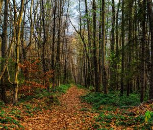 Preview wallpaper path, road, forest, trees, foliage