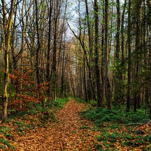 Preview wallpaper path, road, forest, trees, foliage
