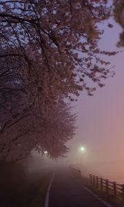 Preview wallpaper path, sakura, fog, dusk