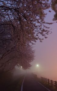 Preview wallpaper path, sakura, fog, dusk