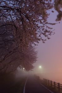 Preview wallpaper path, sakura, fog, dusk