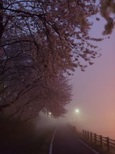 Preview wallpaper path, sakura, fog, dusk