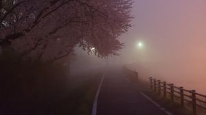Preview wallpaper path, sakura, fog, dusk