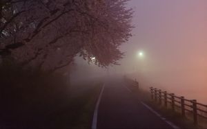 Preview wallpaper path, sakura, fog, dusk