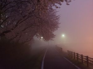 Preview wallpaper path, sakura, fog, dusk