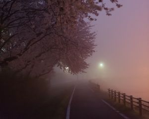 Preview wallpaper path, sakura, fog, dusk